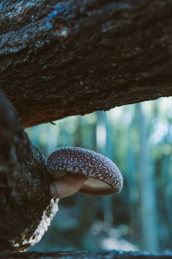 【連載】dancyu 『食の絶滅危惧種』