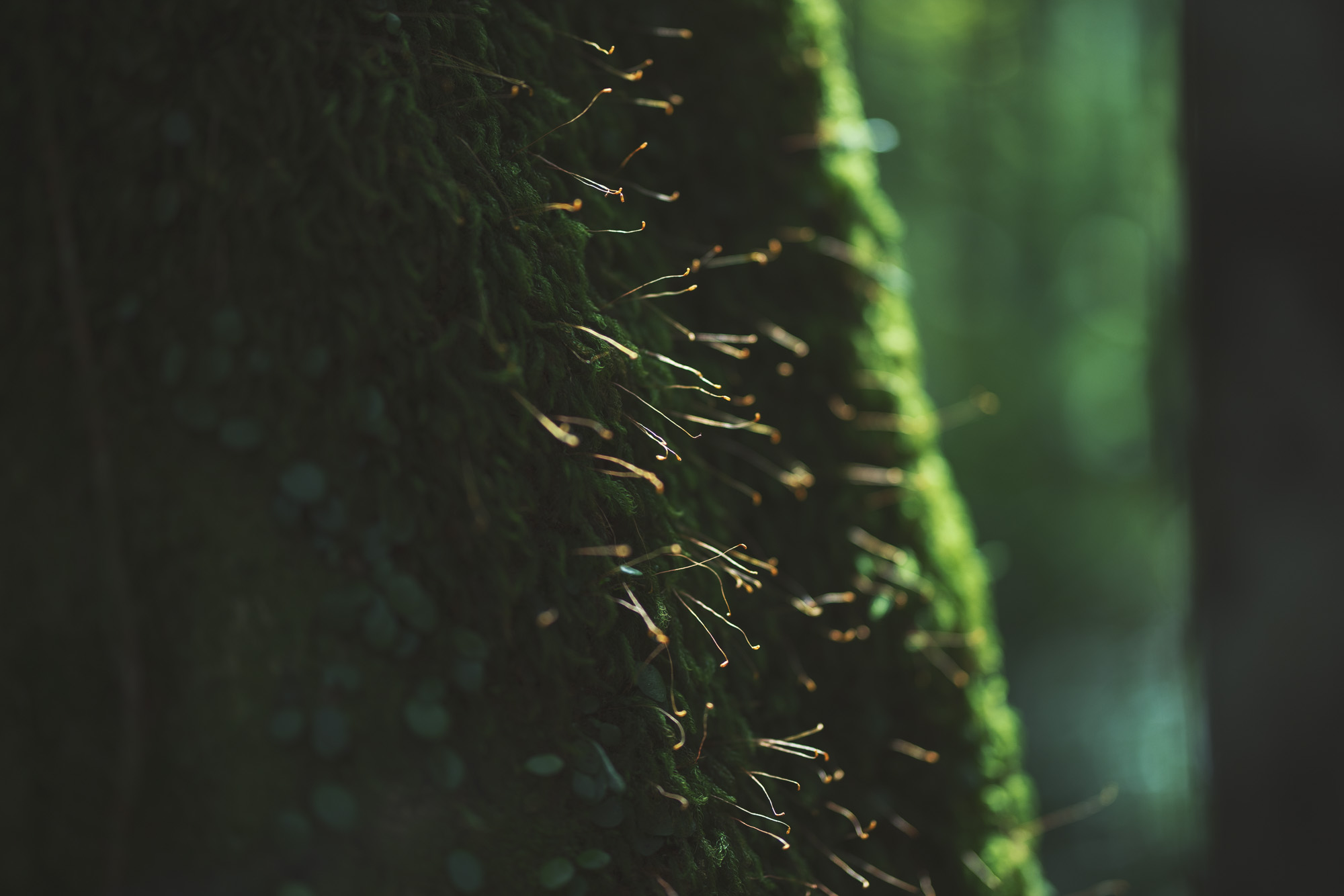 屋久島での撮影