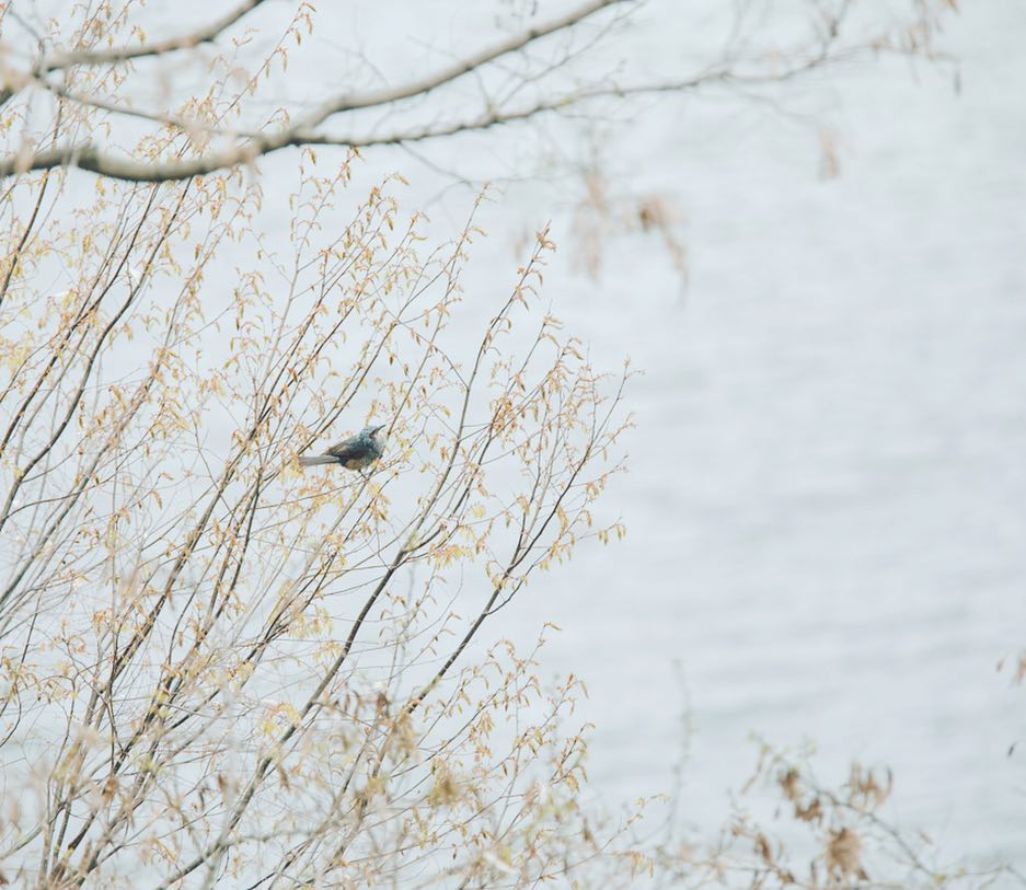 バードウォッチング