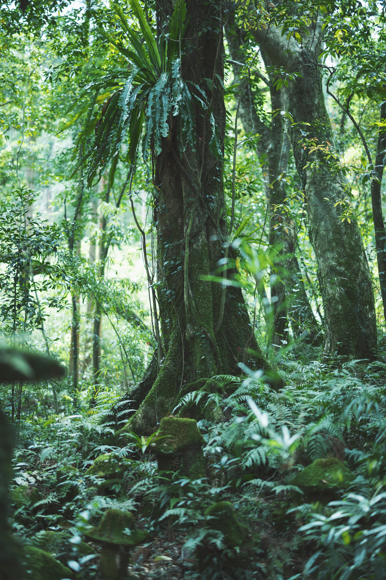 屋久島での撮影