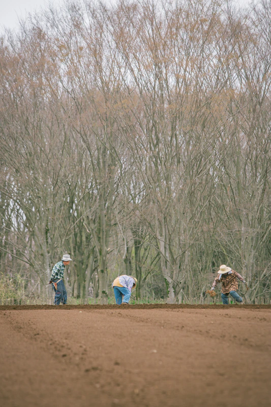 四万騎農園の春。