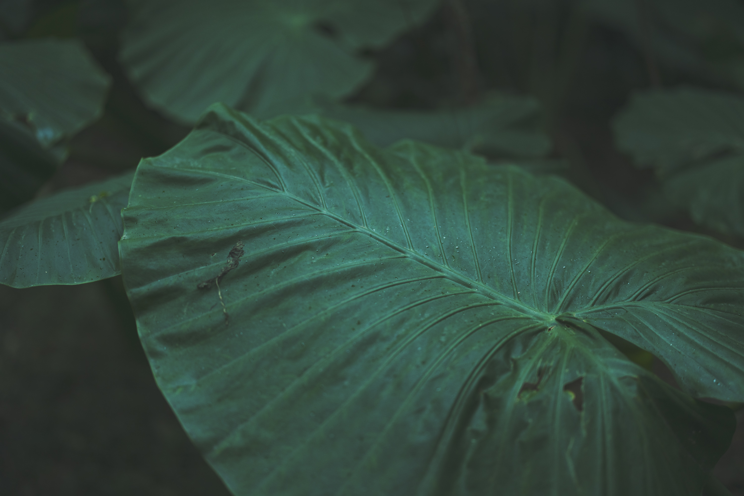 Jurgen Lehl & Babaghuri 2022 summer Collection