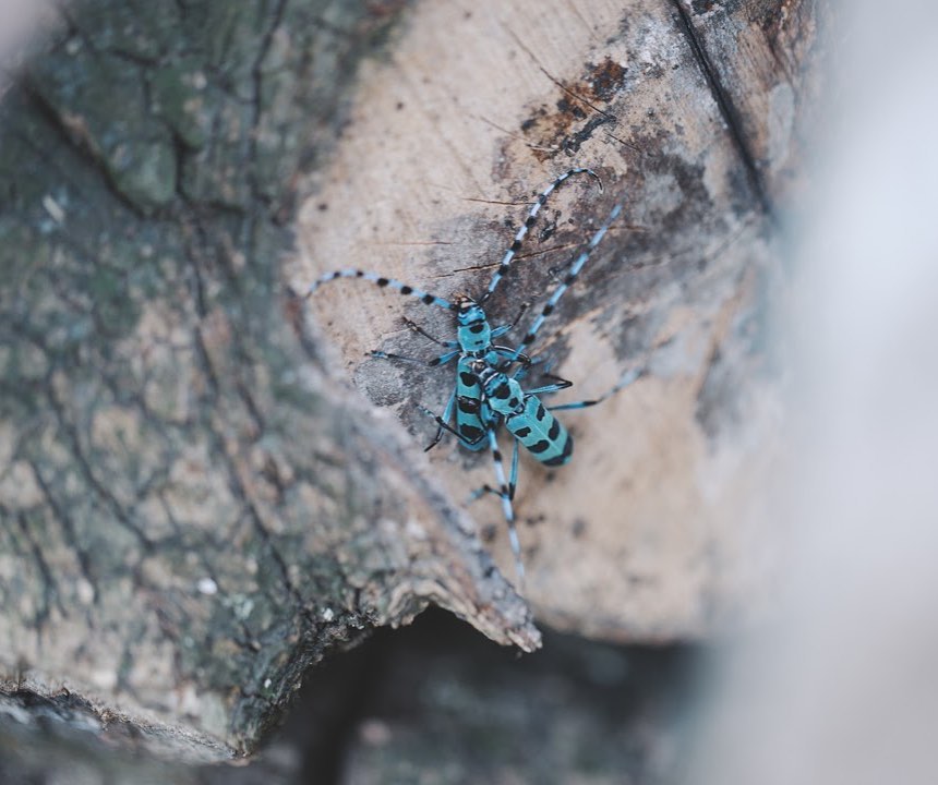 ルリボシカミキリ