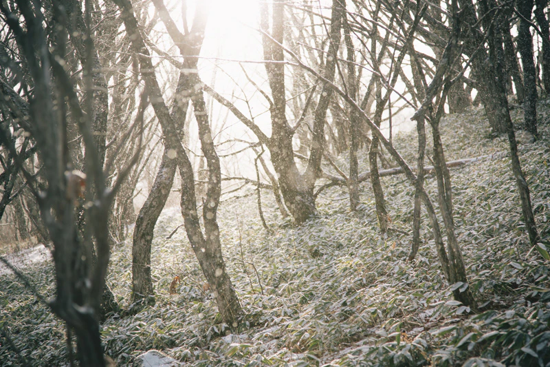 年の瀬の八島湿原