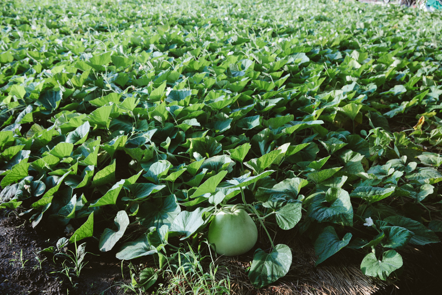 【連載】dancyu 『食の絶滅危惧種』