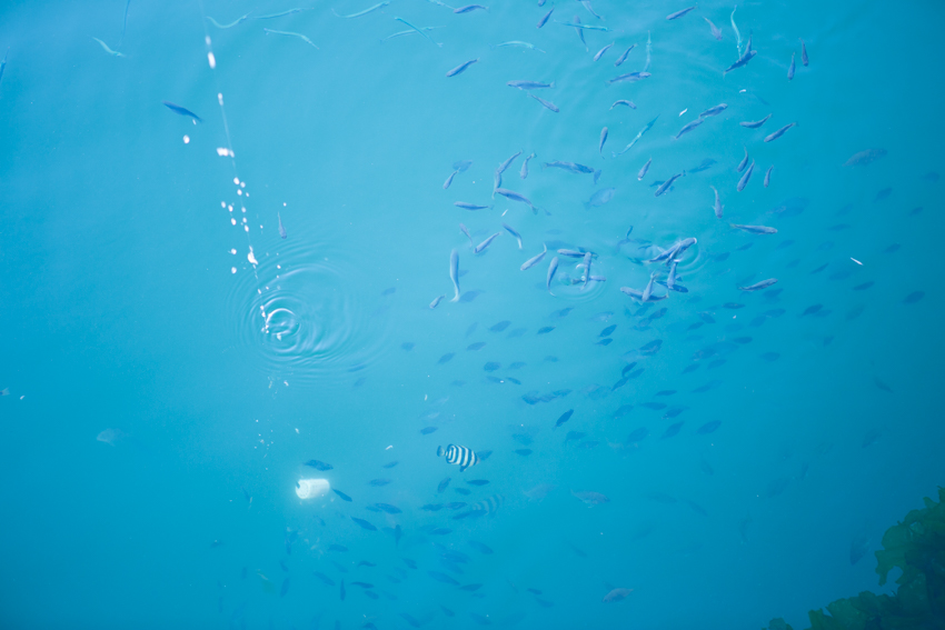 青森県鰺ヶ沢町（あじがさわ）
