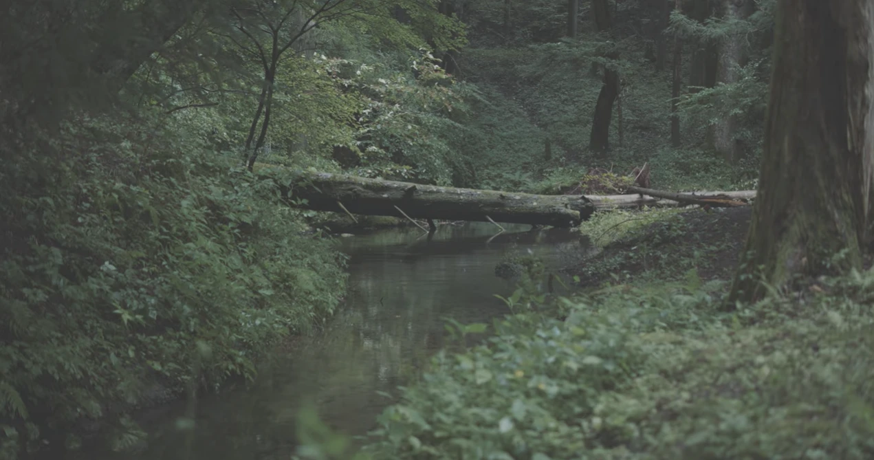 森ゆに「山の朝霧」MV
