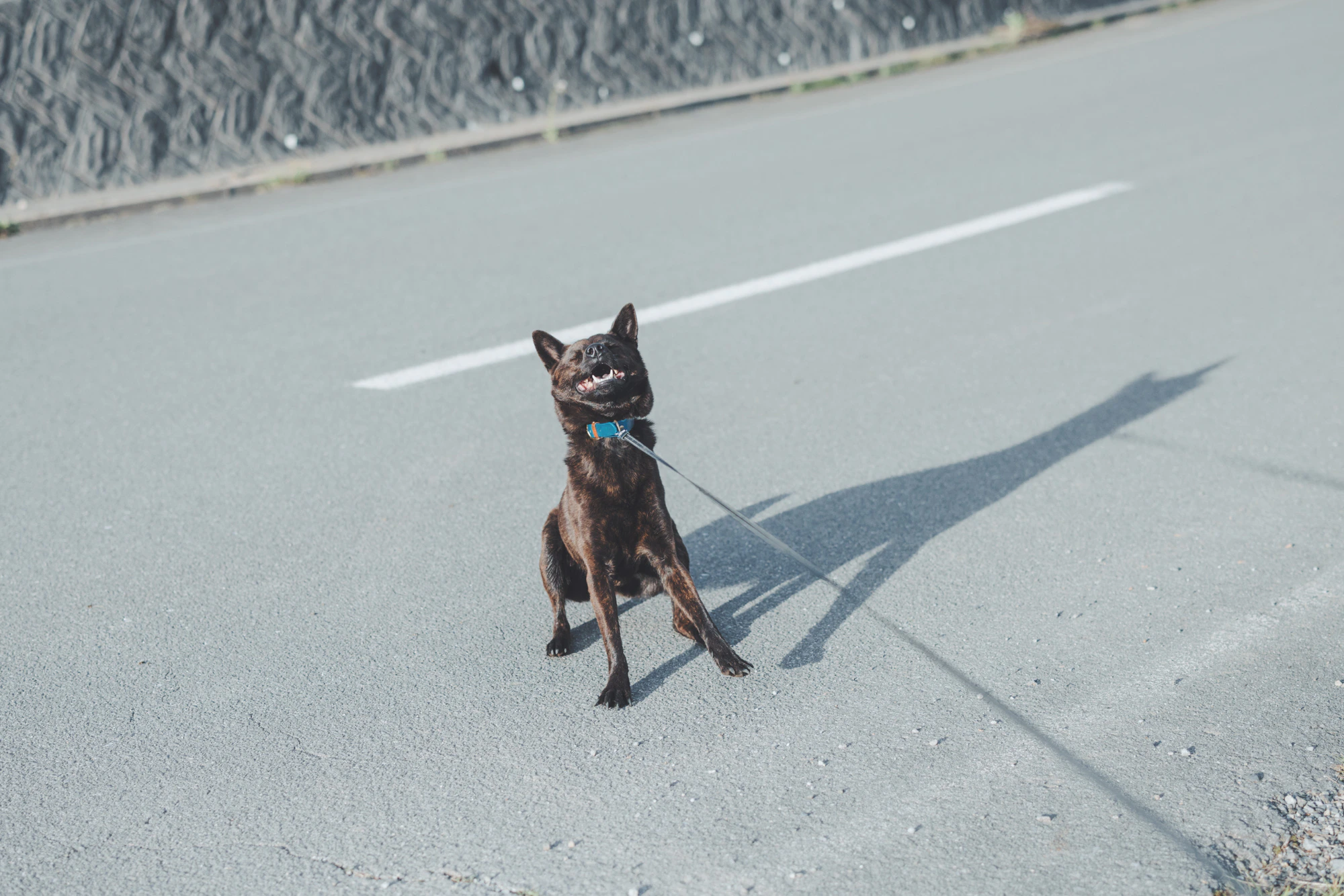自己主張する犬