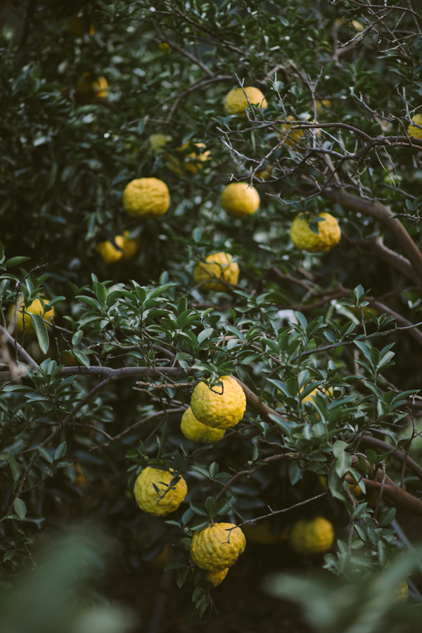 【連載】dancyu 『食の絶滅危惧種』