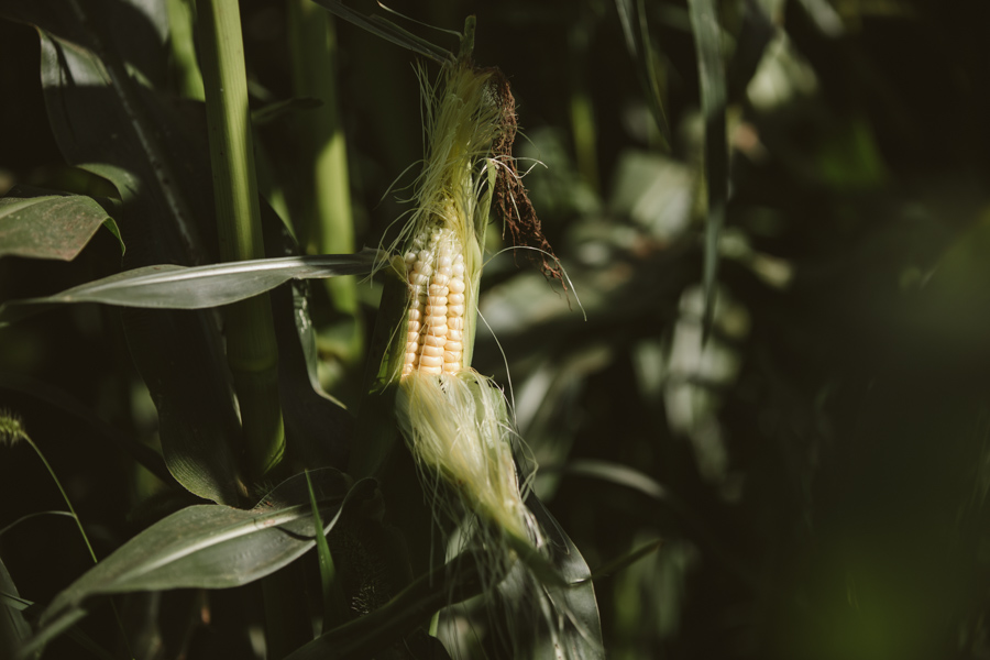 【連載】dancyu 『食の絶滅危惧種』