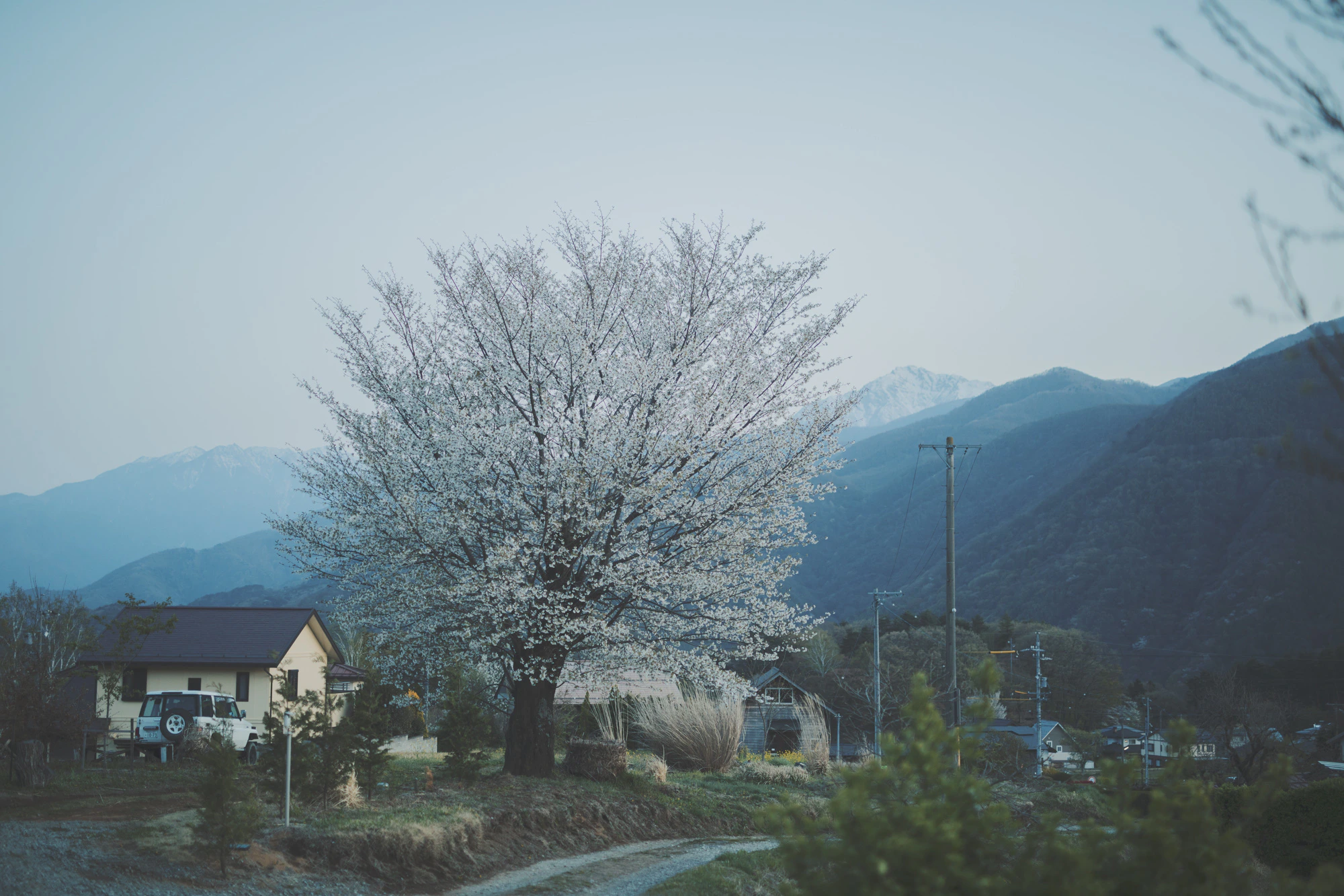 庭の山桜