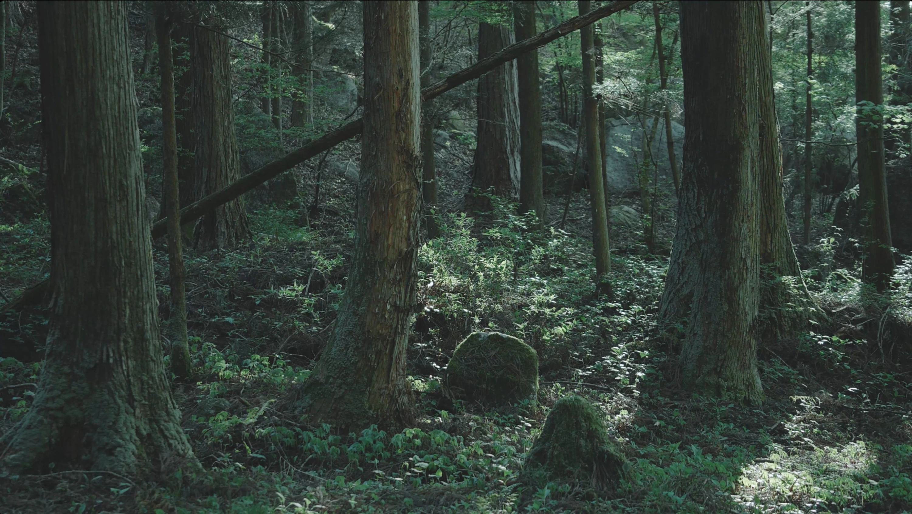 七賢 水のゆくすえ