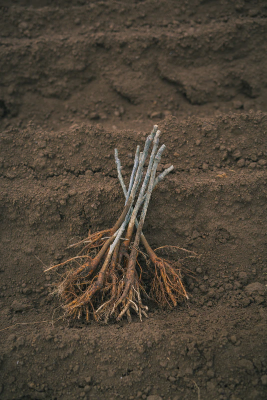 四万騎農園の春。