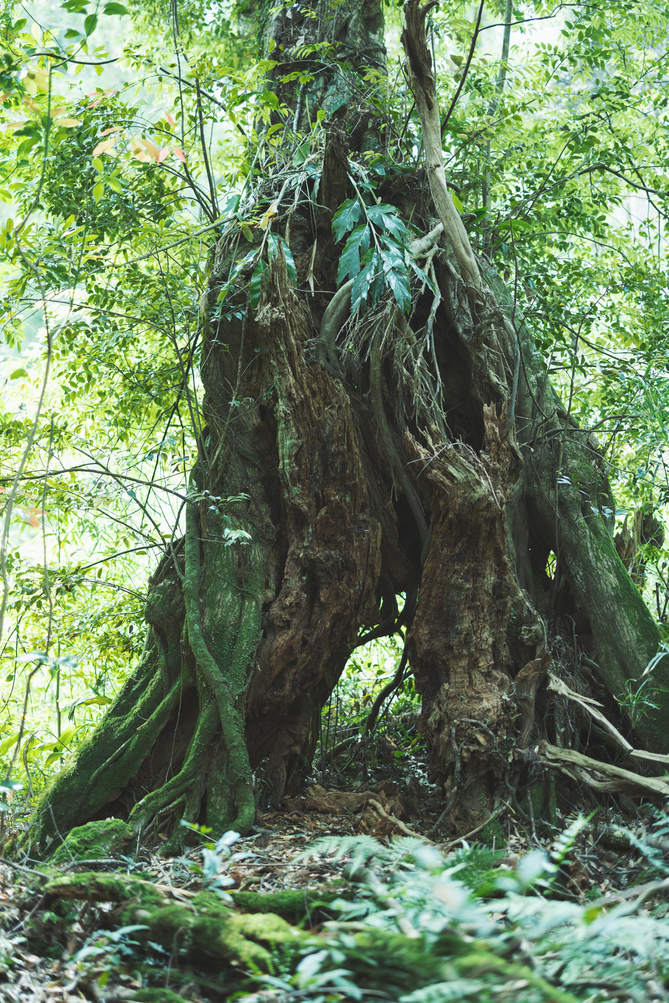 屋久島での撮影