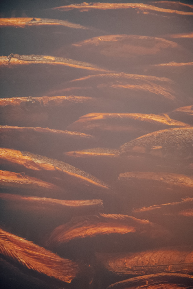 【連載】dancyu 『食の絶滅危惧種』