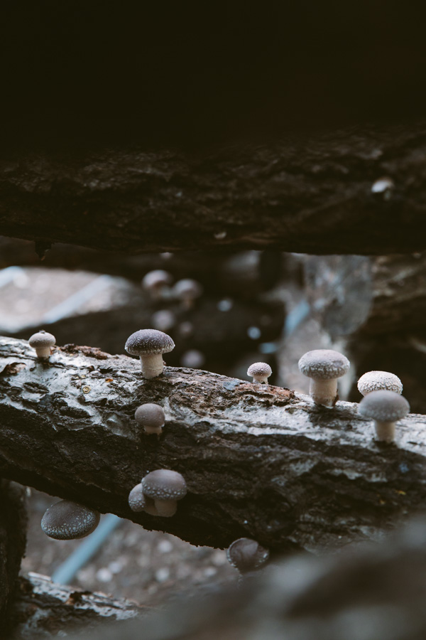 【連載】dancyu 『食の絶滅危惧種』