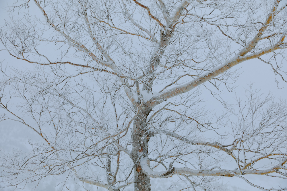 Liart Vol.22  Winter Back Country