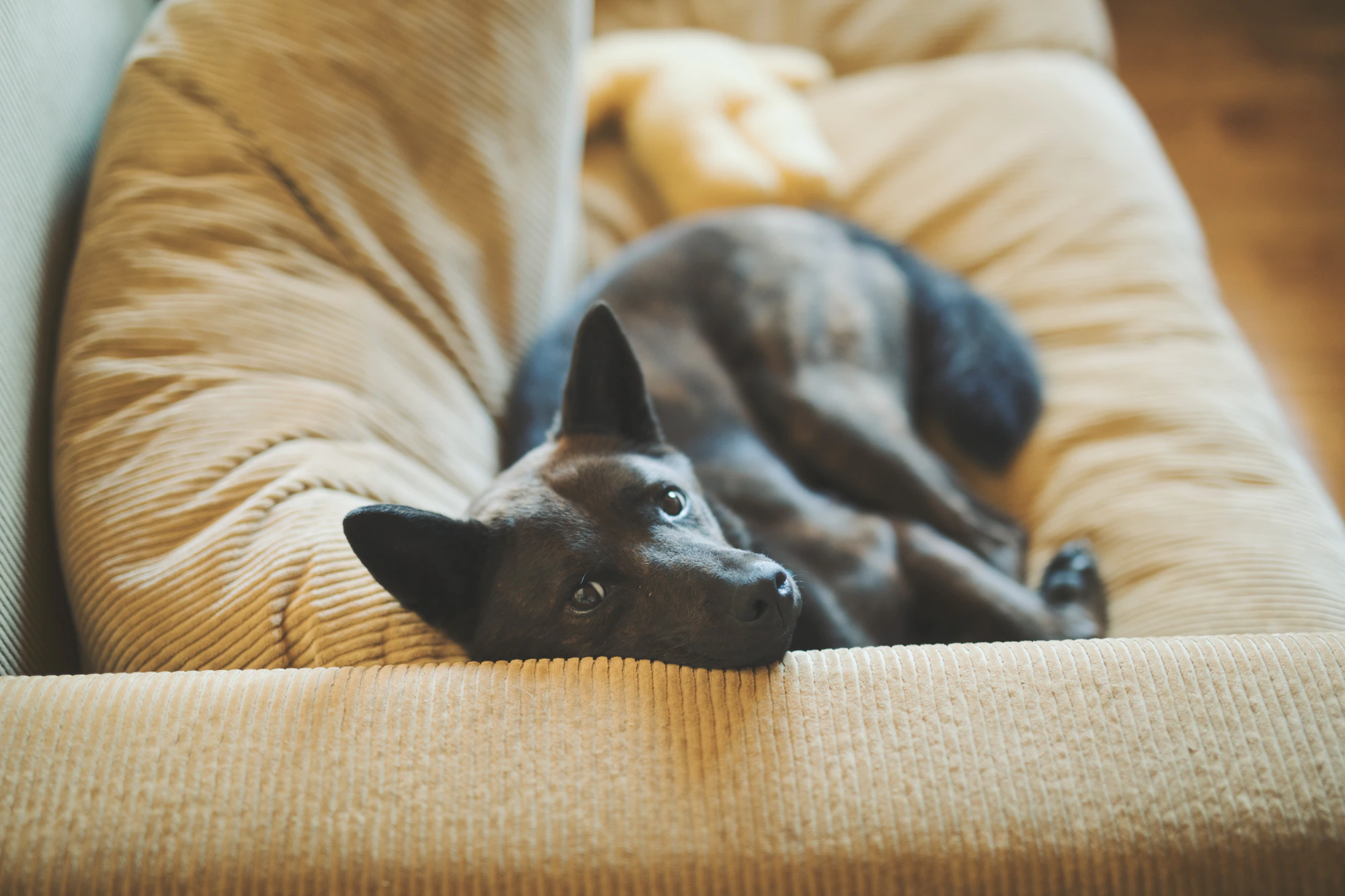 自己主張する犬