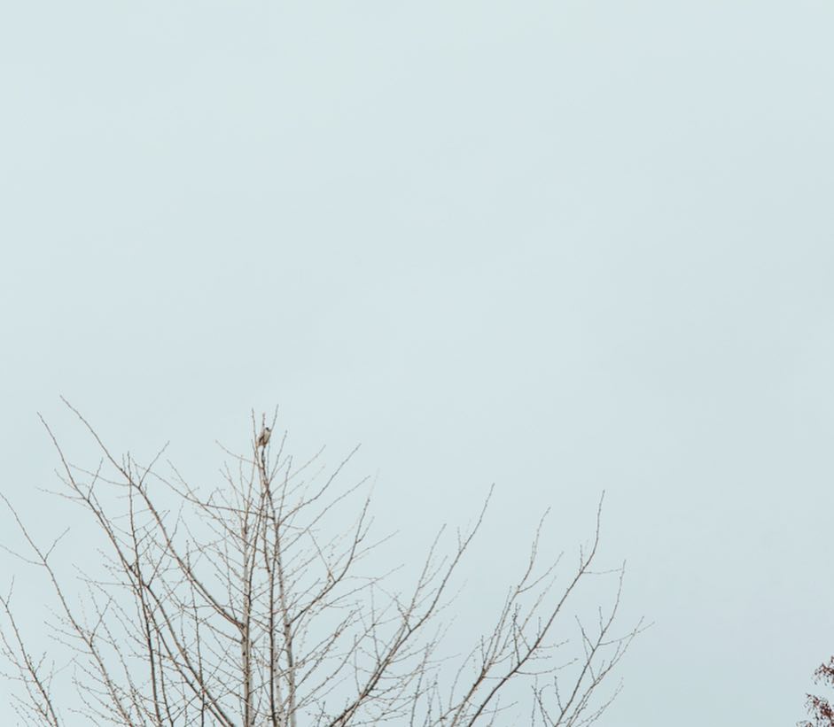 バードウォッチング