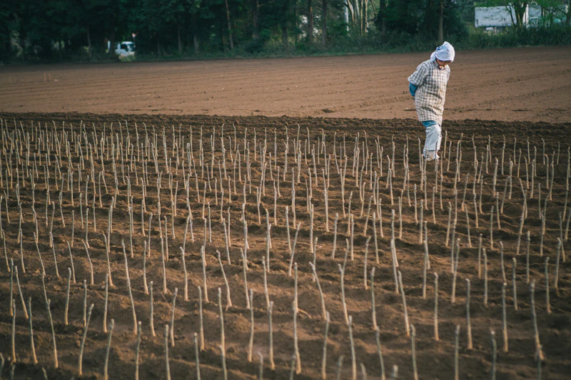 四万騎農園の春。