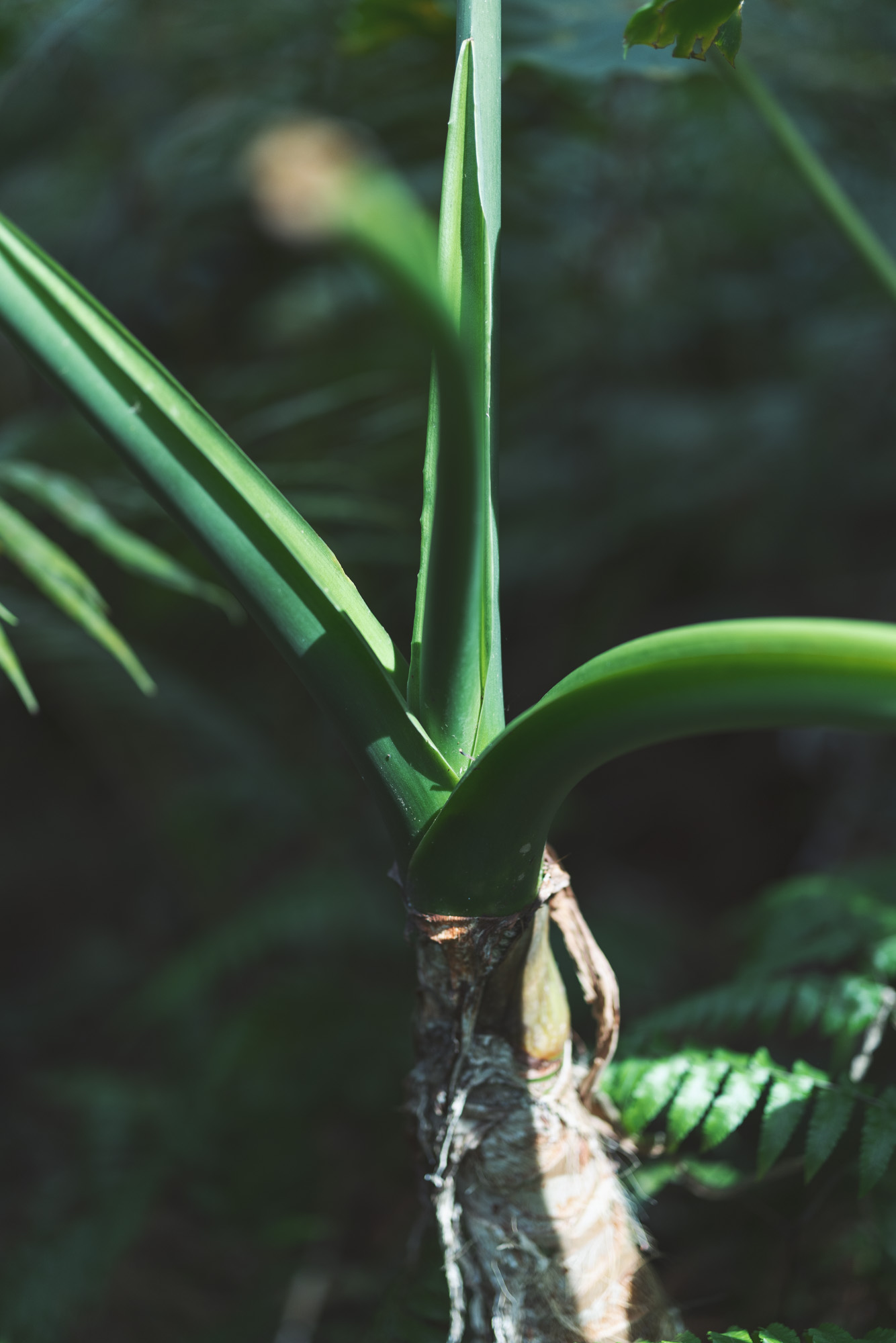 屋久島での撮影