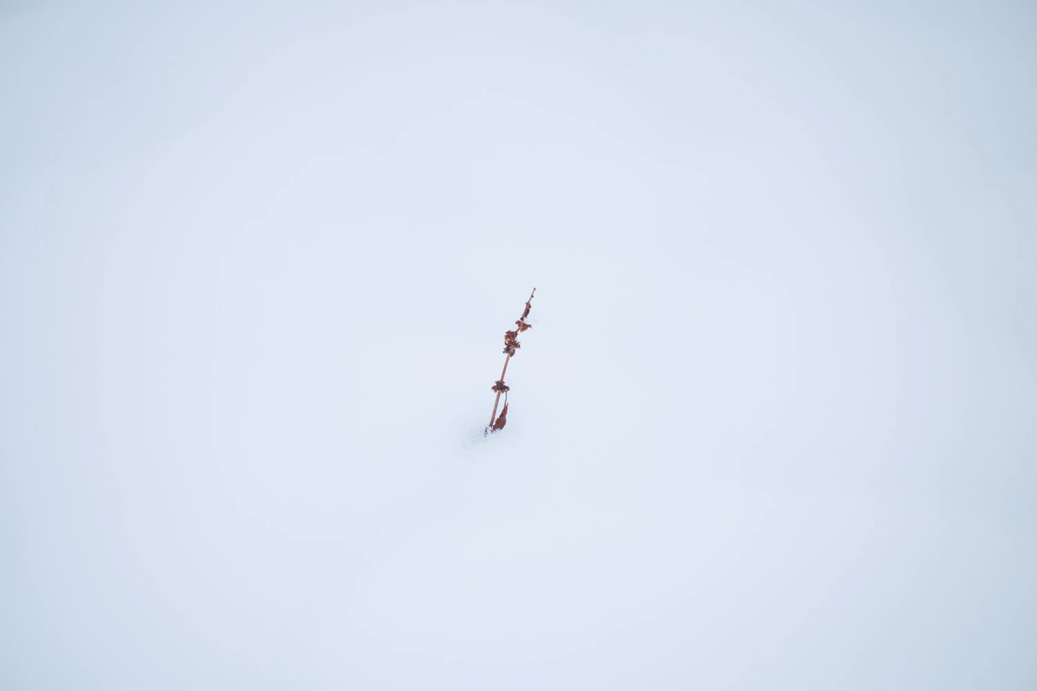 3月の雪