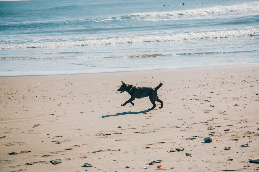 山生まれ、山育ち。