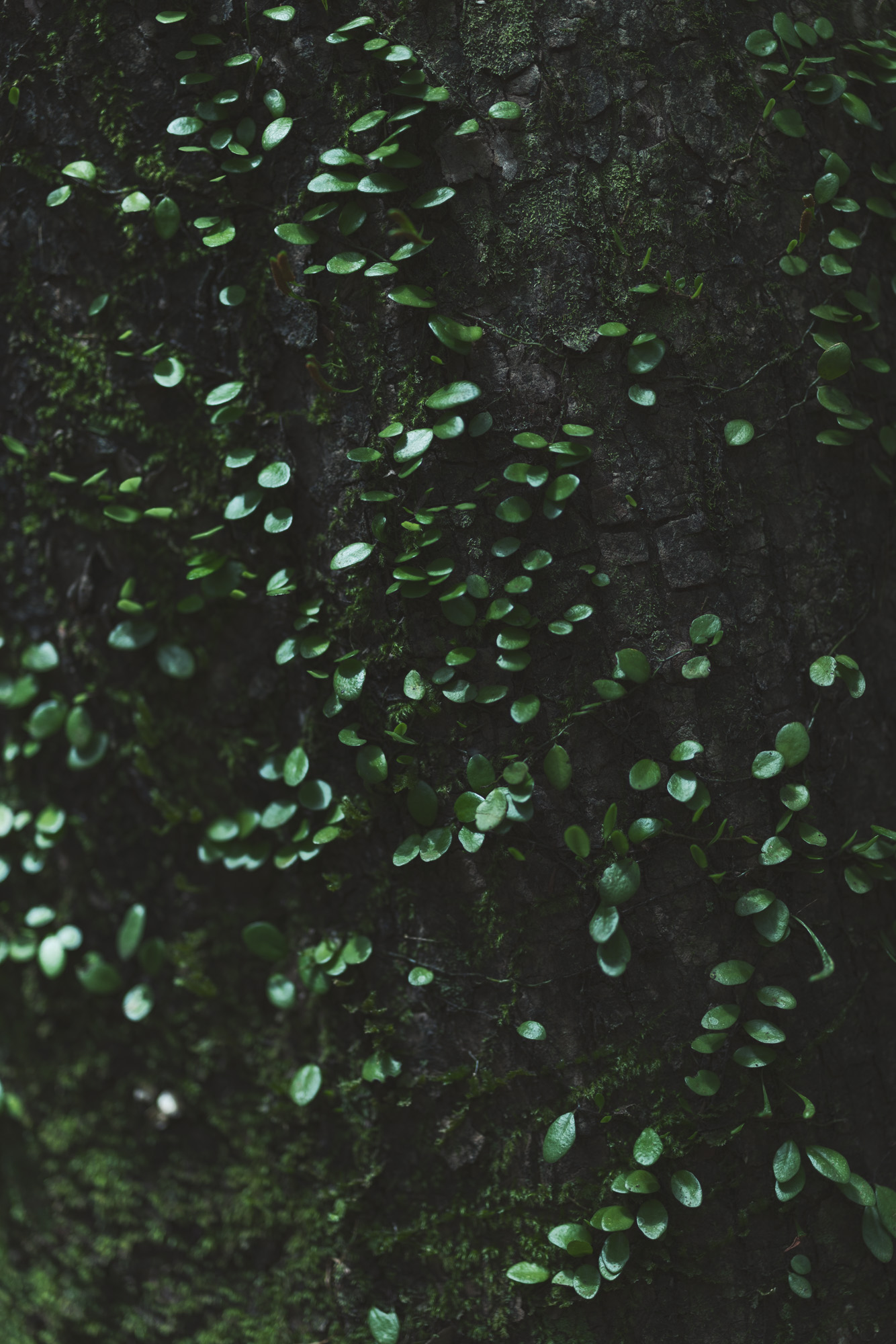 屋久島での撮影