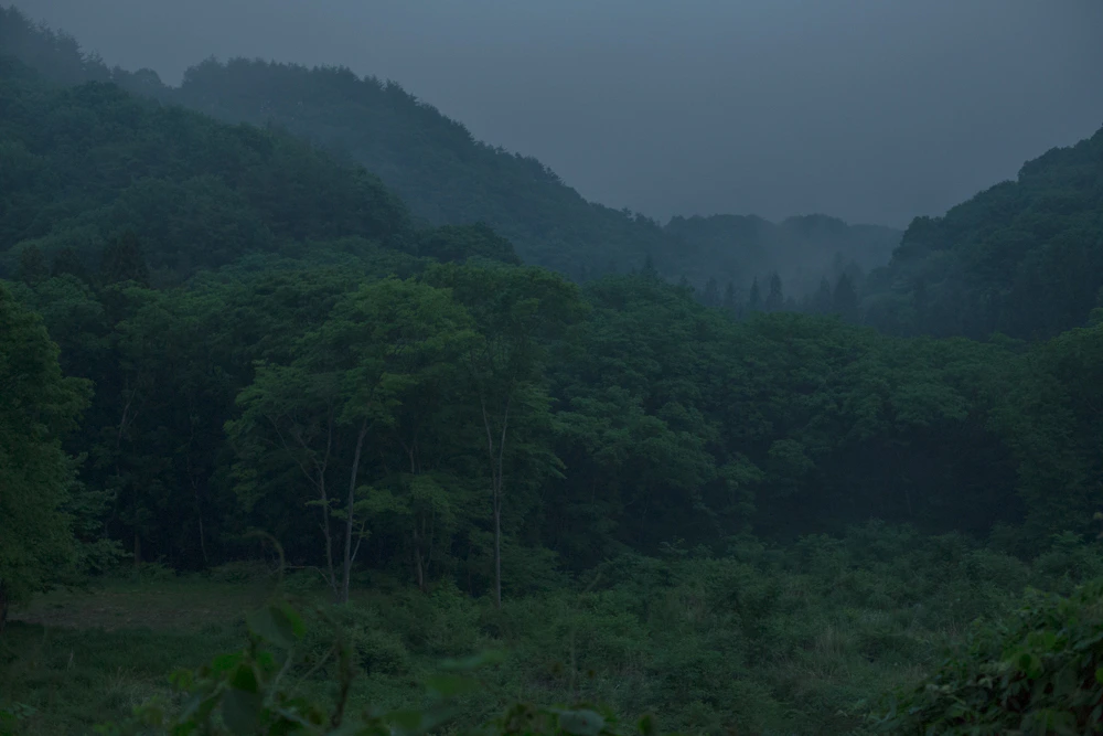 近所の森へ冒険に。