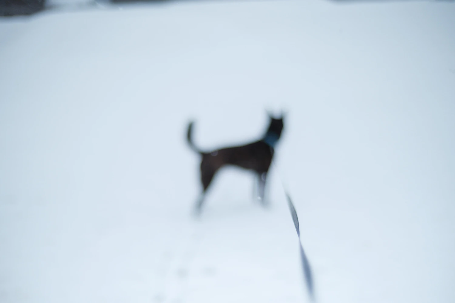 3月の雪
