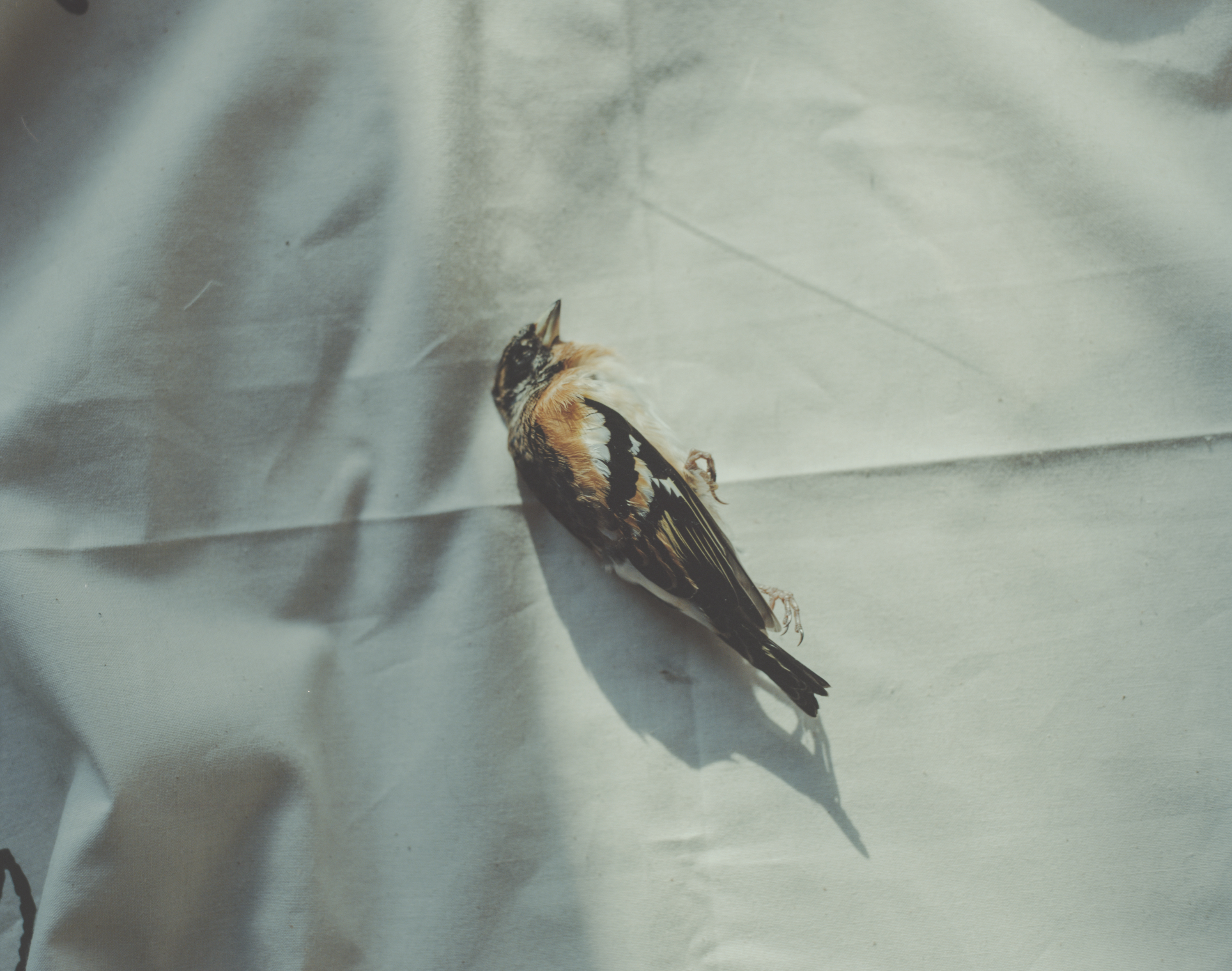 続　日々の隙間　2018