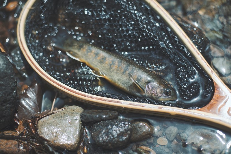 山菜釣りツアー。