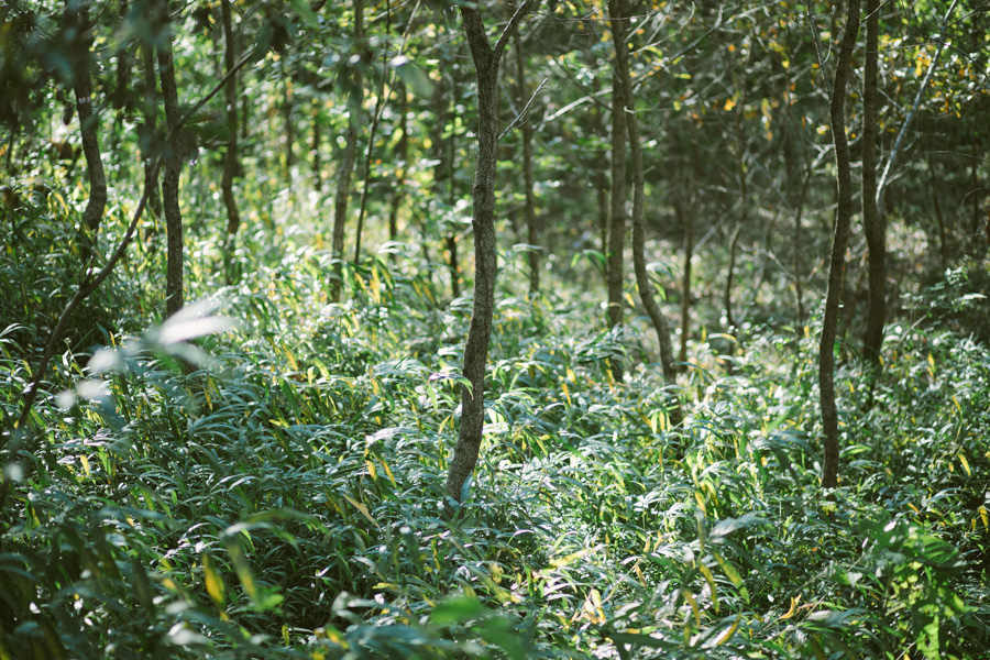 【連載】dancyu 『食の絶滅危惧種』