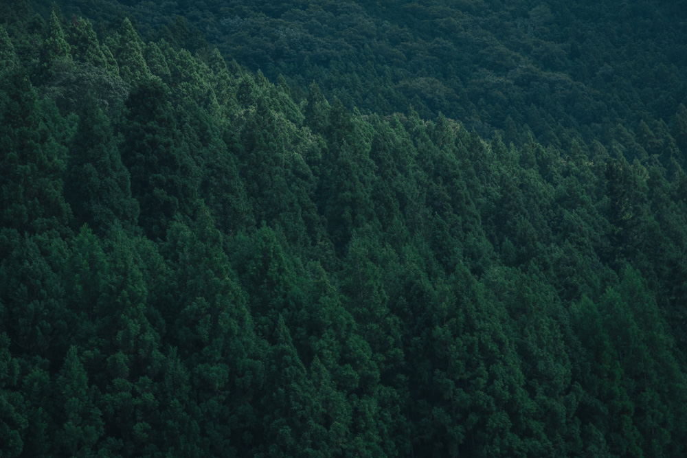 【連載】dancyu 『食の絶滅危惧種』