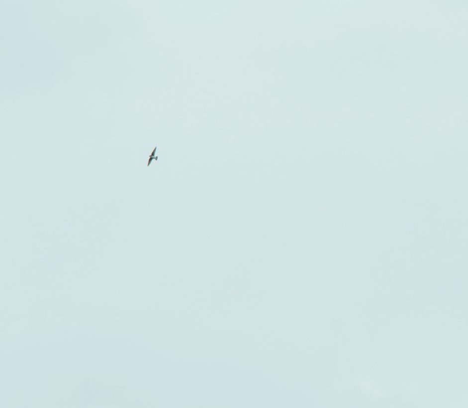 バードウォッチング