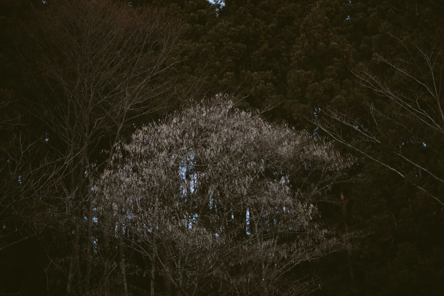 ふゆはあたたかい。