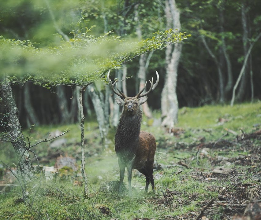 おおつのの旦那。