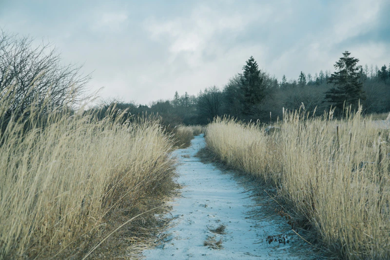 年の瀬の八島湿原