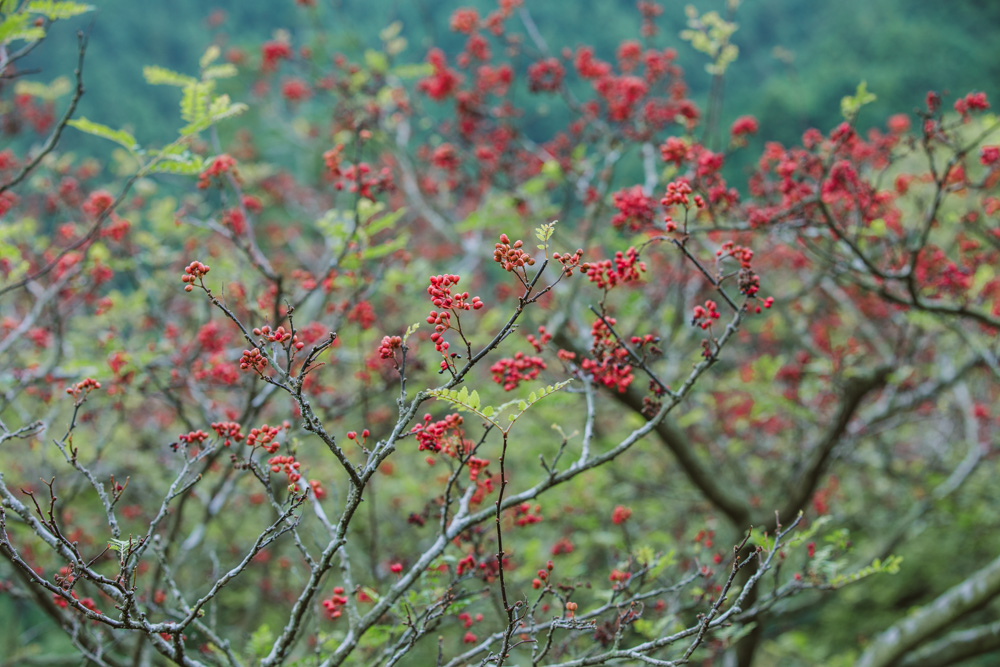 【連載】dancyu 『食の絶滅危惧種』