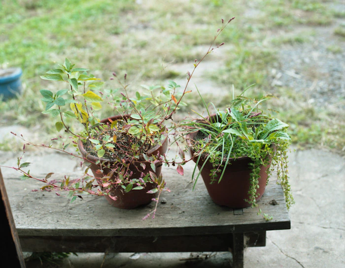 自然のおきて、その後