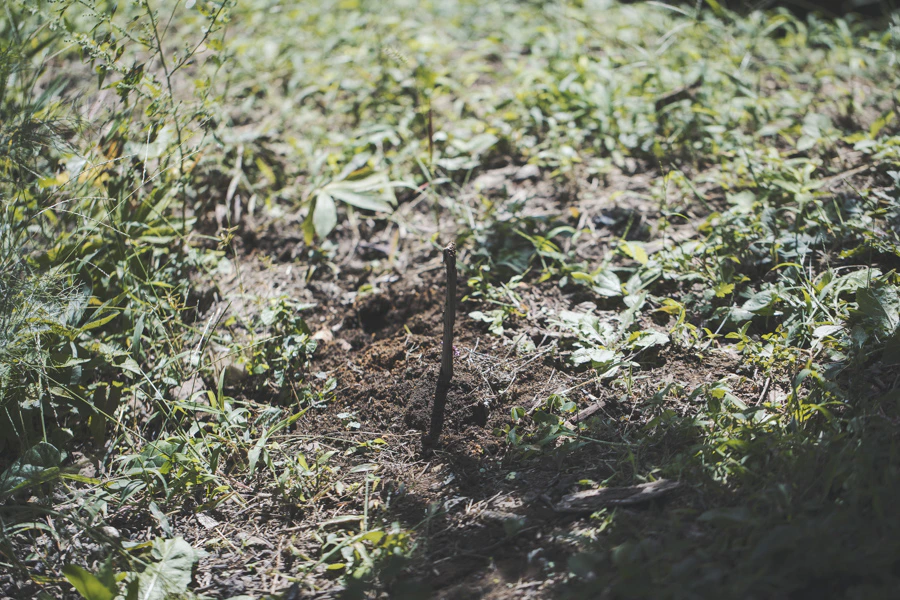 死のある日常