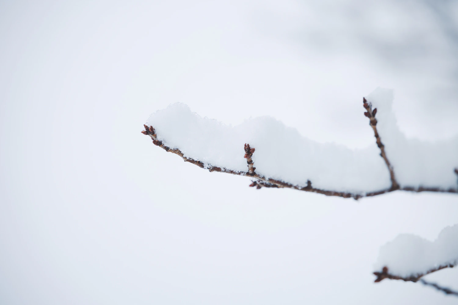 3月の雪
