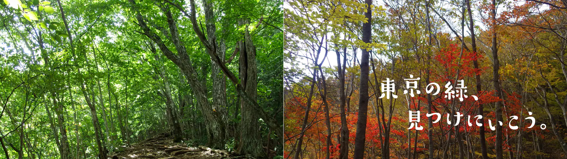 東京の緑、見つけにいこう