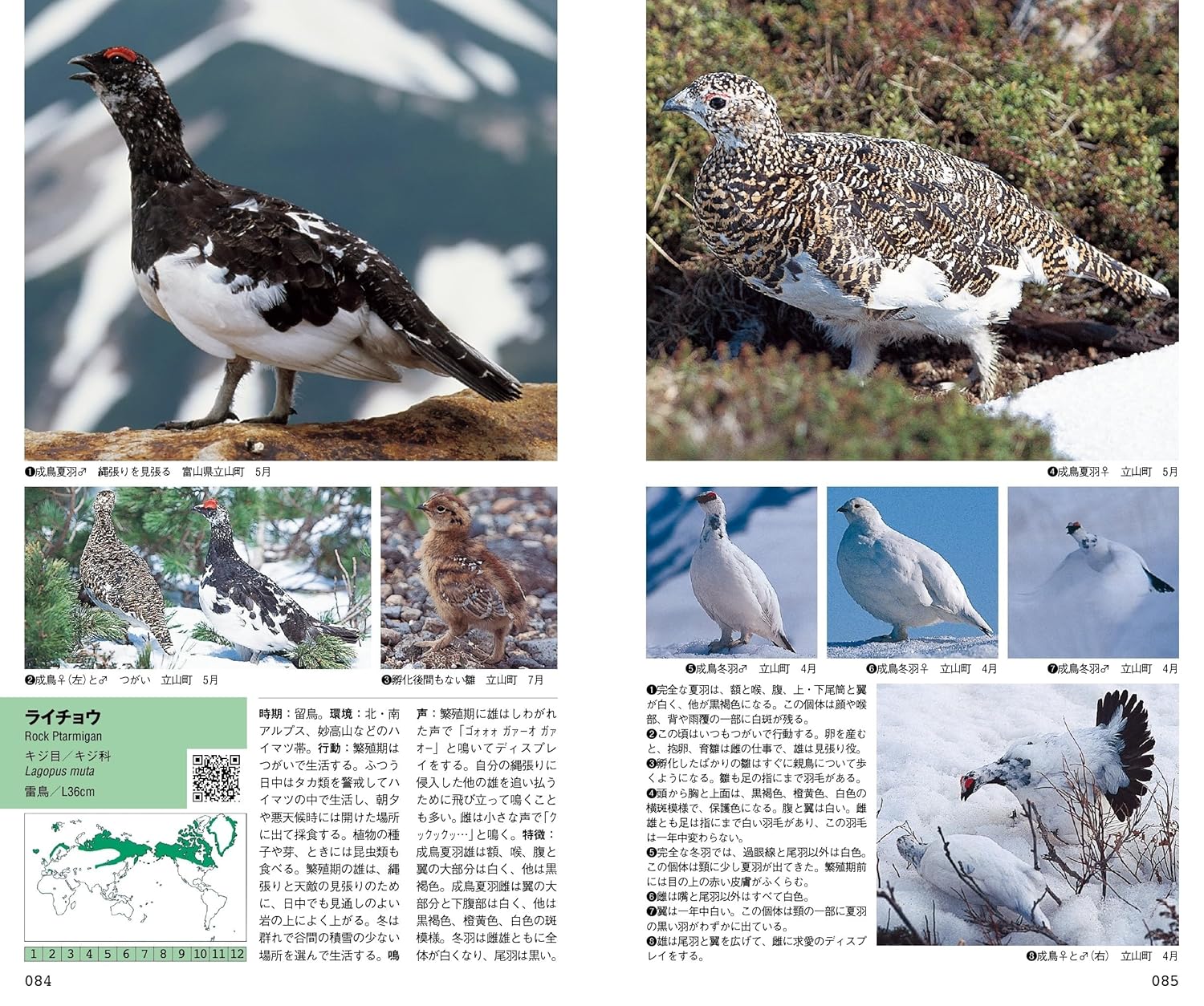 山溪ハンディ図鑑 新 日本の野鳥