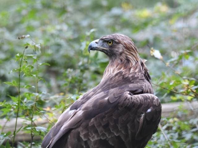 イヌワシに会える動物園一覧