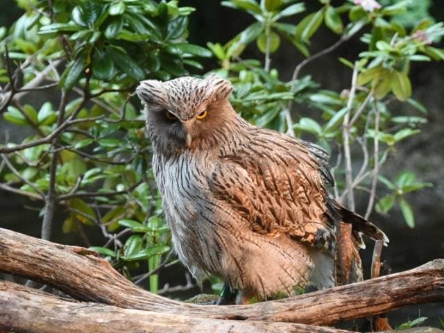 シマフクロウに会える動物園一覧