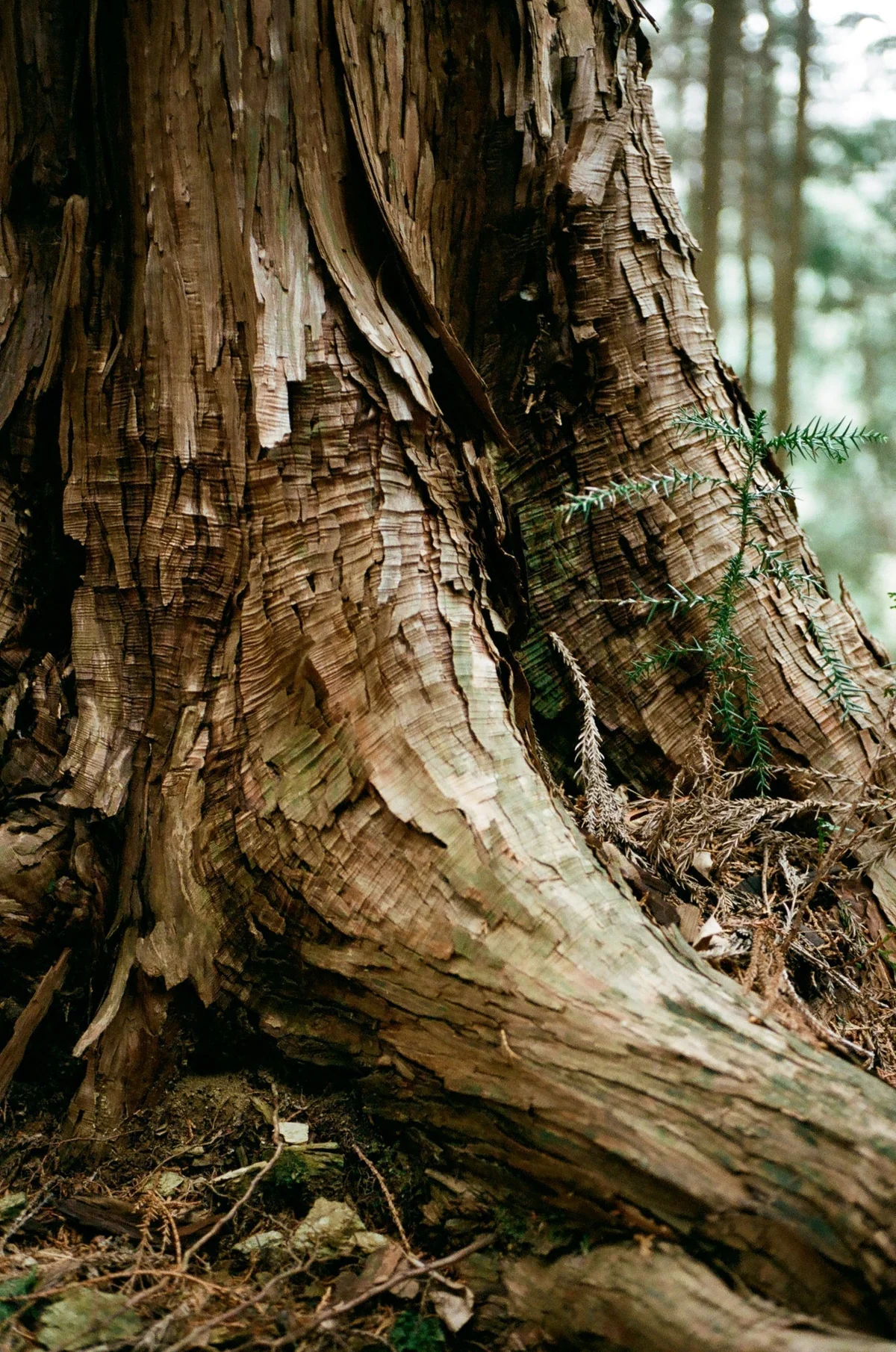 手の中の小さな森