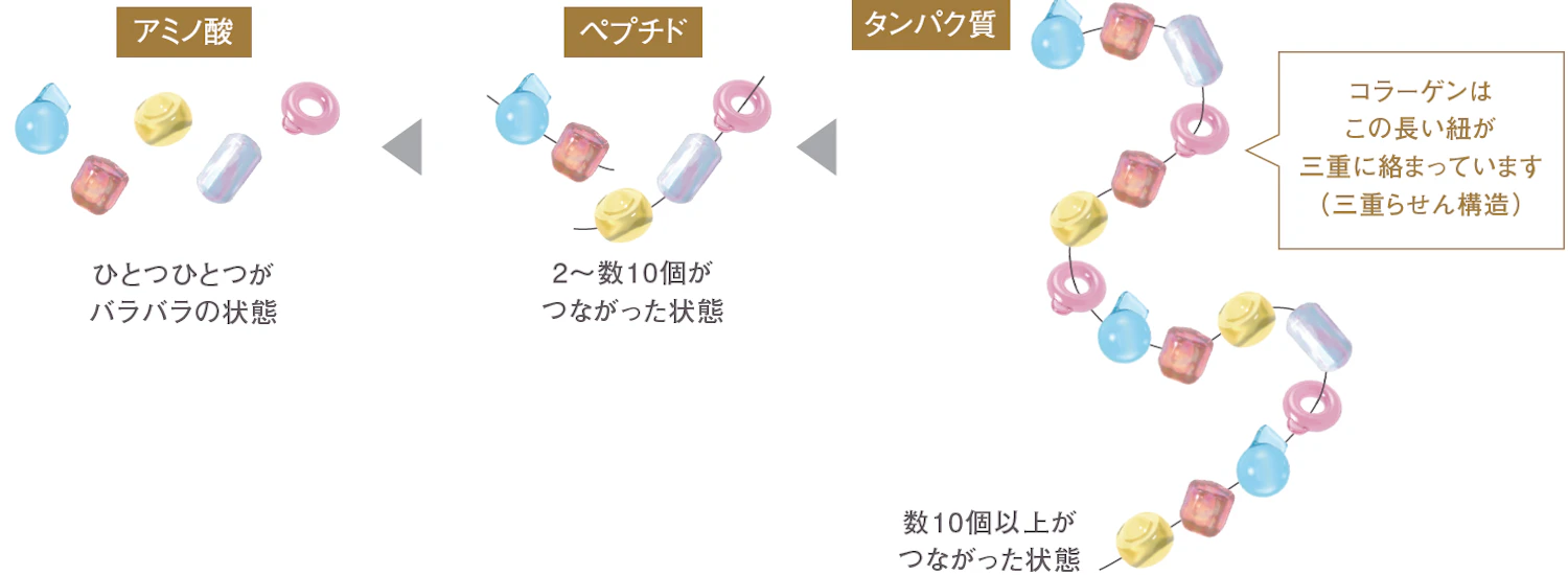 The Essential Role of Amino Acids in Moisturizing & AntiAging