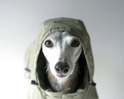 The Significance of Dogs Wearing Clothes: The Technology of Dog Wear with 'Howly'