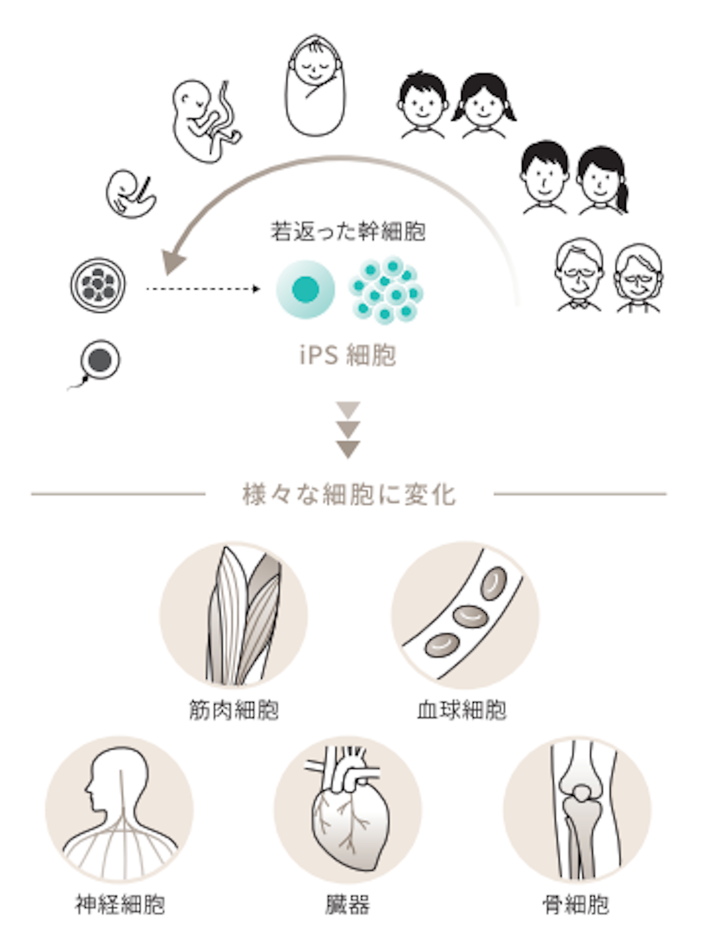 人の体細胞に特定の因子を導入することで、初期化した人工多能性幹細胞。京都大学の山中伸弥教授が2006年作成に成功し、この研究により2012年にノーベル生理学・医学賞を受賞した<br>資料提供／アイ・ピース社